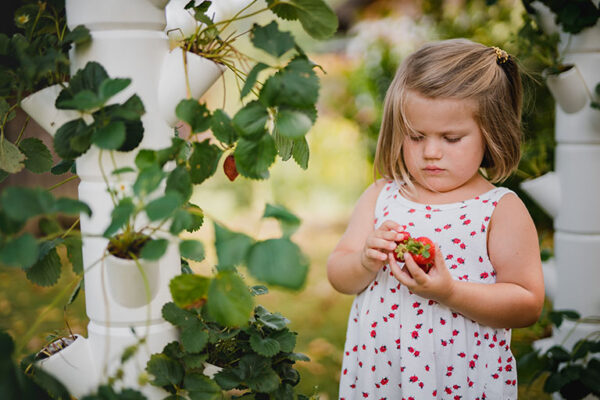 Sissi Strawberry - Image 4